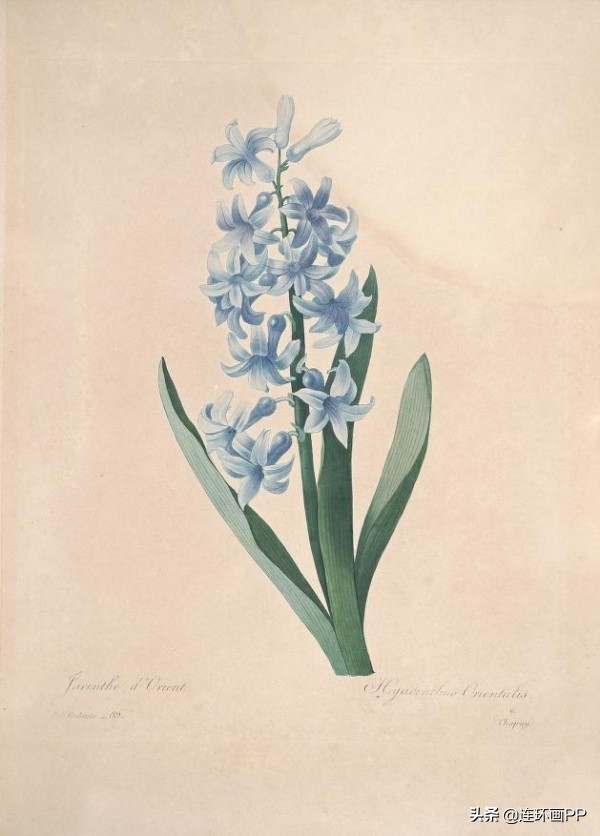 插画风简单的花手绘图片,唯美手绘田园插画图片大全