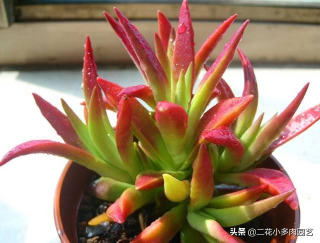 365种·常见花卉图谱，观果和多肉植物收藏篇