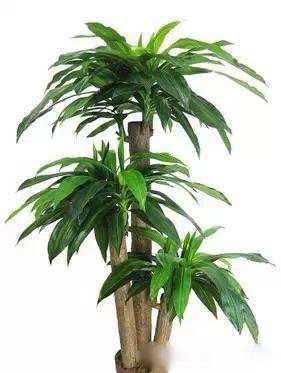 送给喜欢种花的人什么礼物,想养花却把花养死