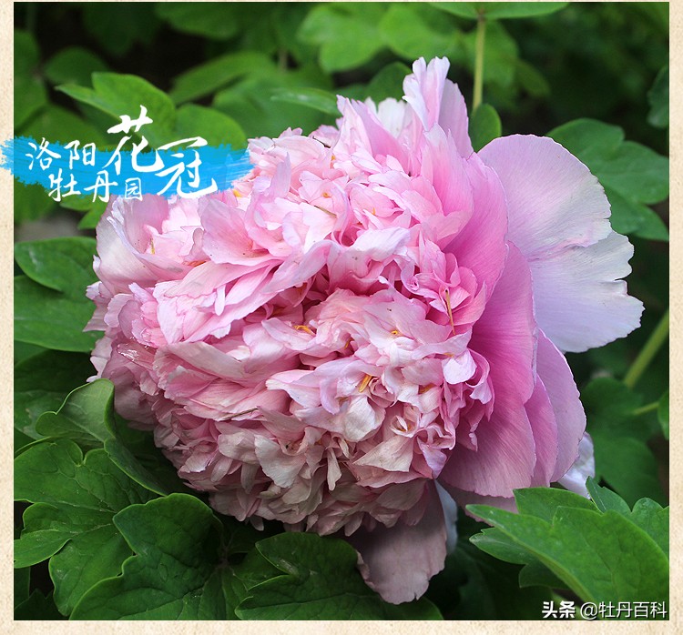 紫蓝魁和魏紫的区别,牡丹紫蓝魁和紫罗兰一样吗
