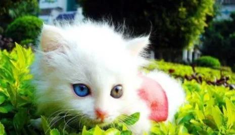 世人只知道猫可爱的一面,临清狮猫和布偶猫后代