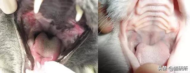 猫咪得了严重口炎怎么治,猫咪得了口炎如何能治愈