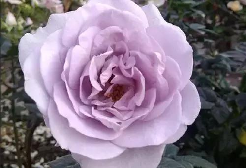 最漂亮10种微型月季,新手必入这8种月季漂亮好养