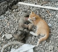 车贴幽默搞笑图片,车贴搞笑的图片