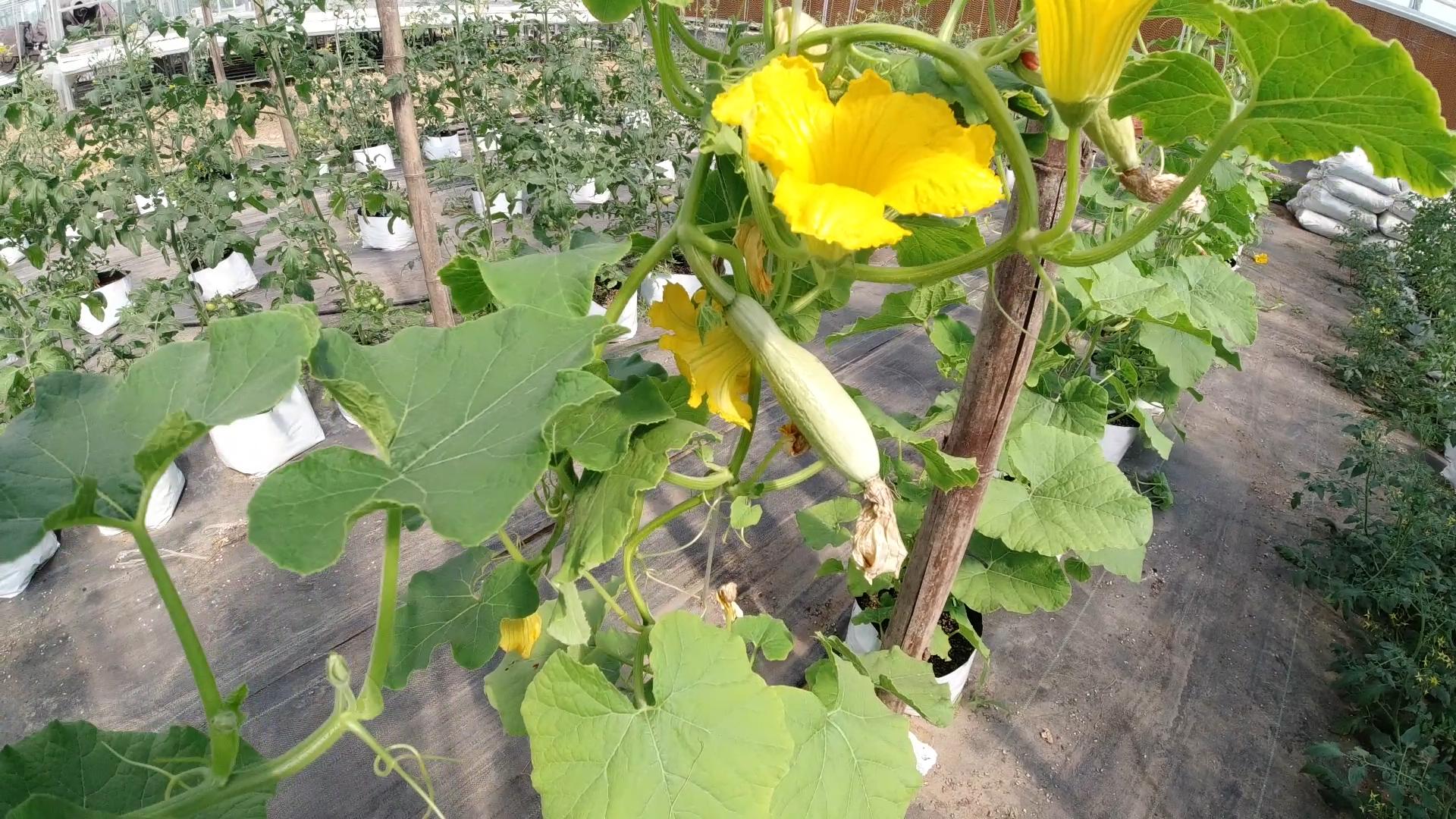 南瓜如何整枝打杈留瓜讲解图,南瓜长到2米长后怎么样整枝打叶