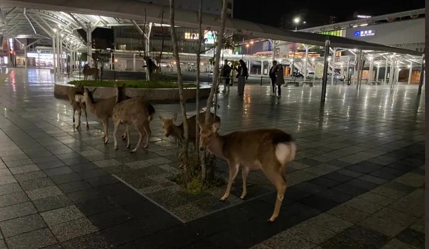 少了中国游客的地球，整个生态圈都乱了！