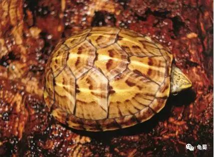 新蛋龟,蛋龟之王蛋龟