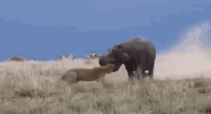 河马凶起来能干掉狮子,河马对抗狮子