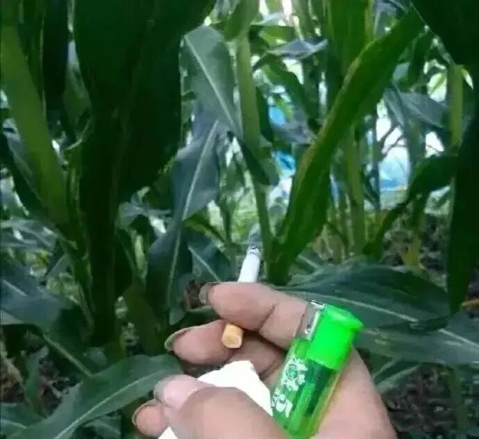 每日一笑农民干农活,每日一笑抓老鼠