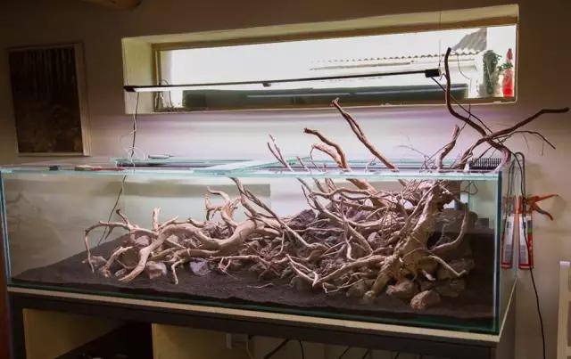 本色水景水草造景培训,本色水景水草培训