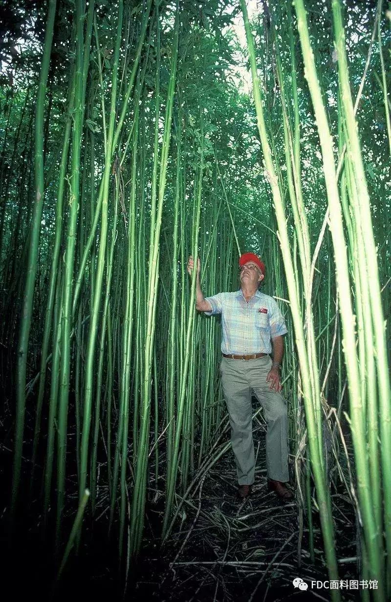 能用来制作面料的植物知多少？（下）