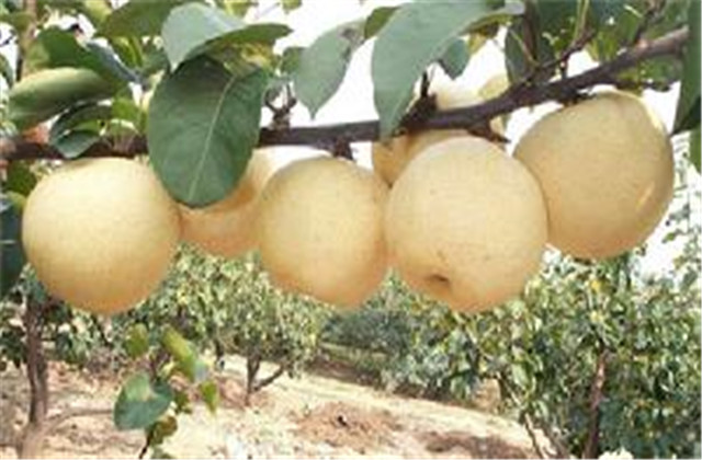 梨树常见的病虫害,梨树的病虫防治方法有哪些