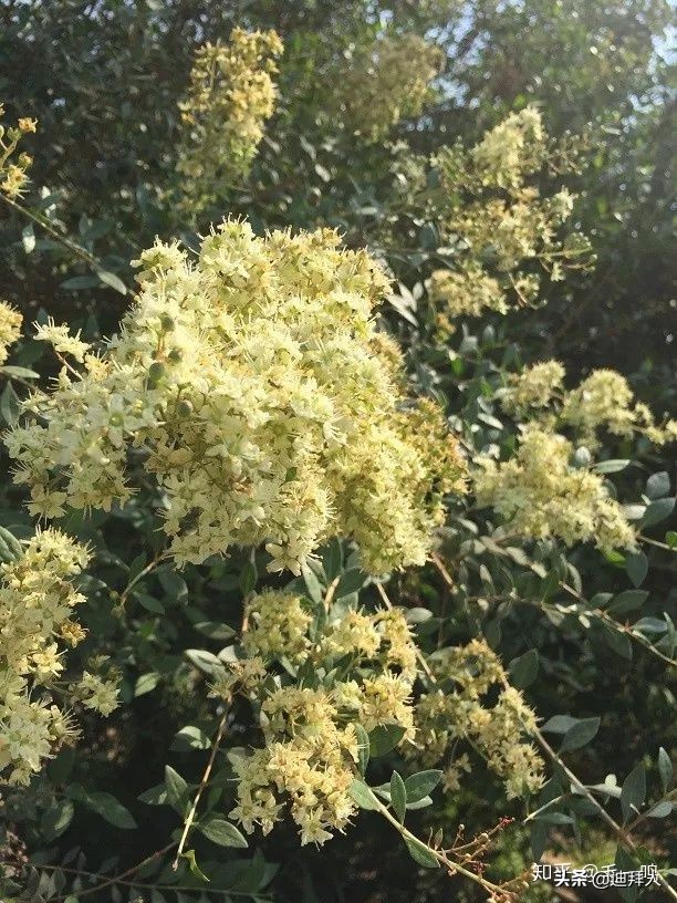 迪拜种一棵树,迪拜养一棵树成本