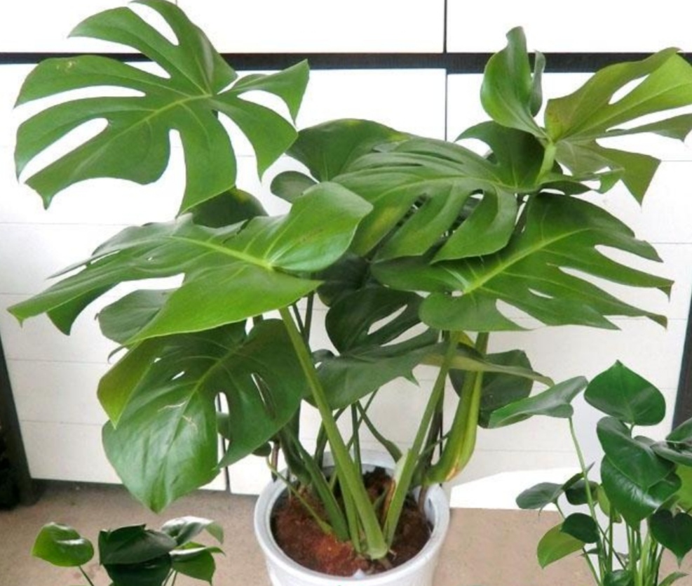 8种好养又好看的室内绿植,100种好看的观叶植物