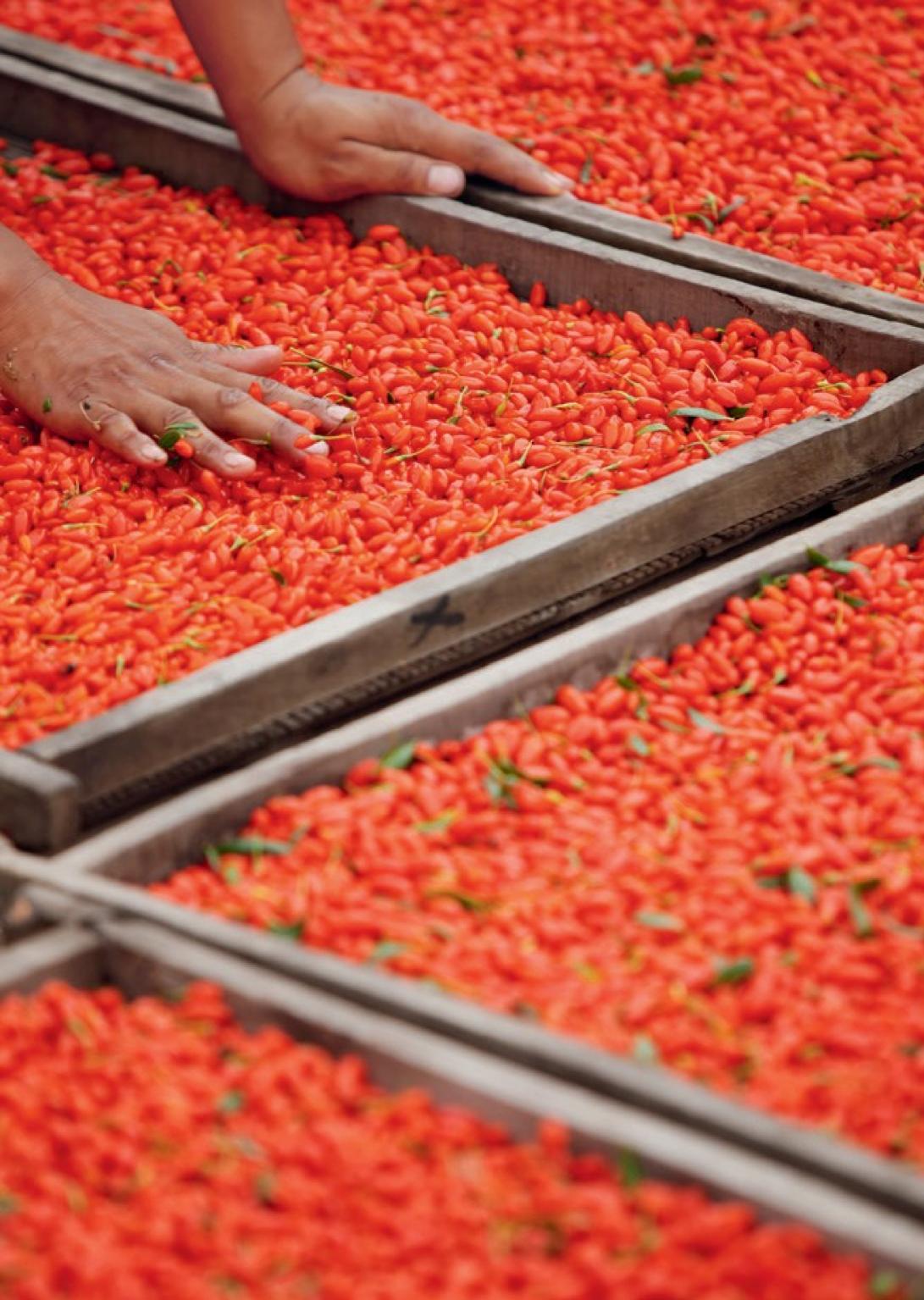 宁夏红的由来,宁夏红