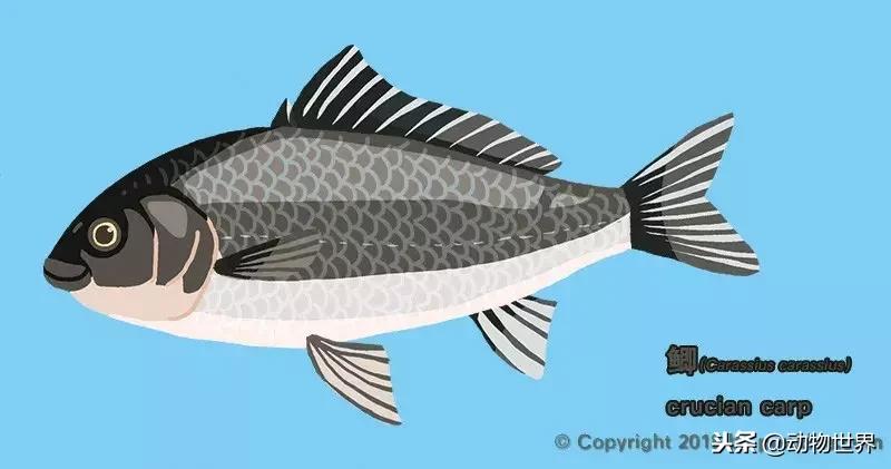 草金金鱼怎么养,草金咬金鱼