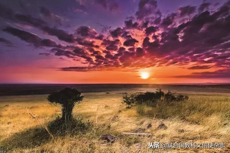 全球最后一头北方白犀牛去世,世界最后一只白犀牛什么时候死的