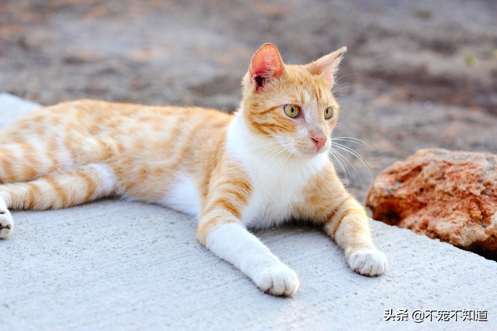 猫咪脂肪肝吃什么好得快,猫咪脂肪肝黄疸怎么治疗