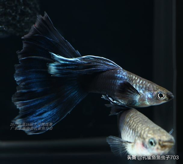 孔雀鱼100条,孔雀鱼20缸10条鱼