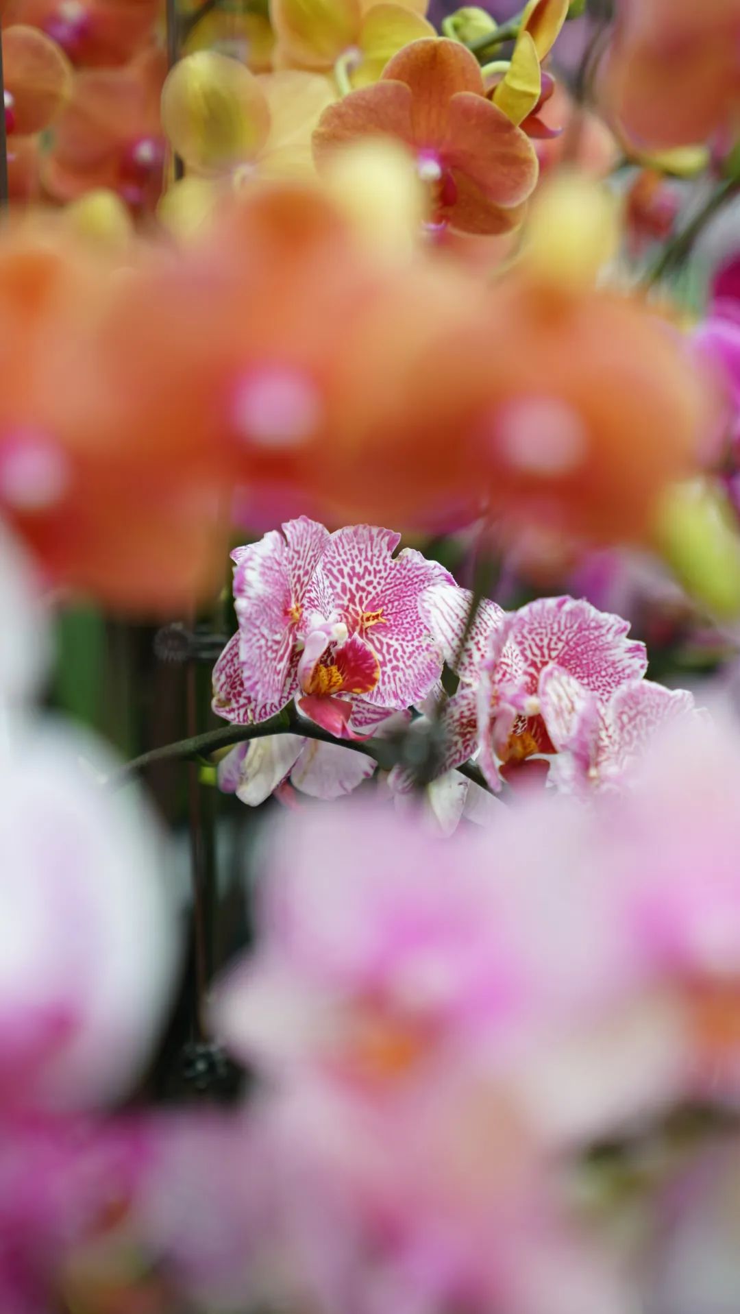 乌鲁木齐附近最便宜的花市,乌鲁木齐市花街在哪里