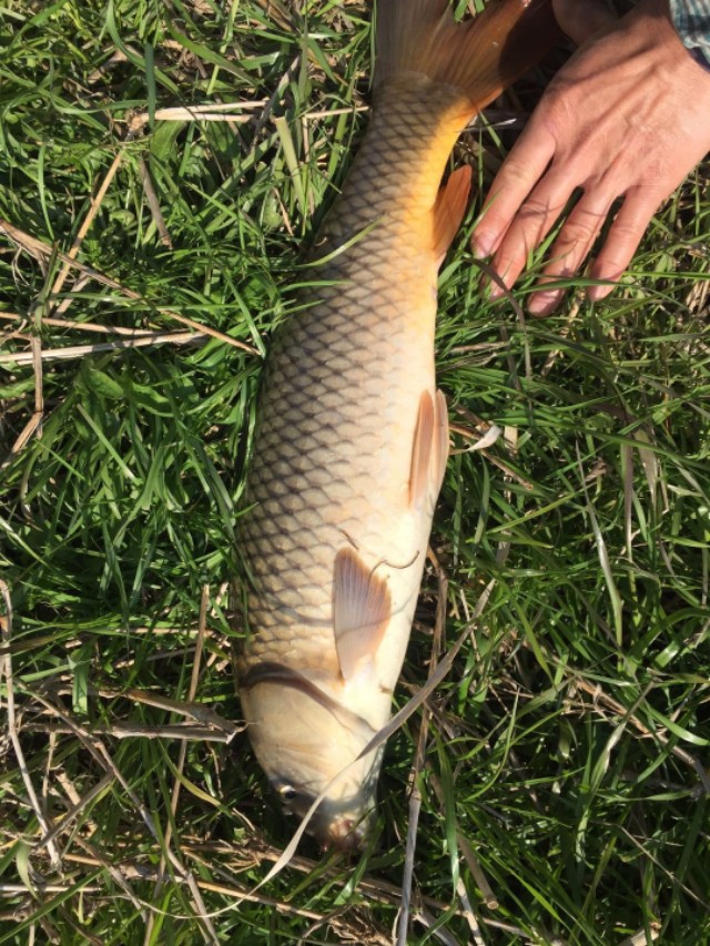 想钓鲤鱼该怎么操作,想钓大鲫鱼怎么钓