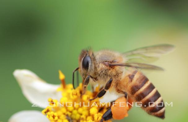 蜜蜂春繁需要喂糖吗,蜜蜂春繁单脾怎么调理