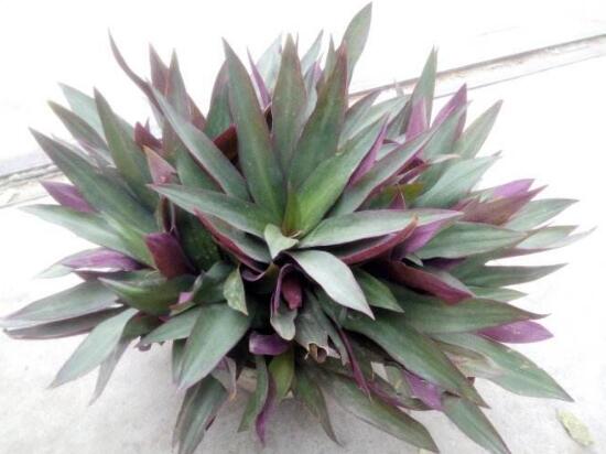 紫背万年青有没有药用价值,紫背万年青有毒吗