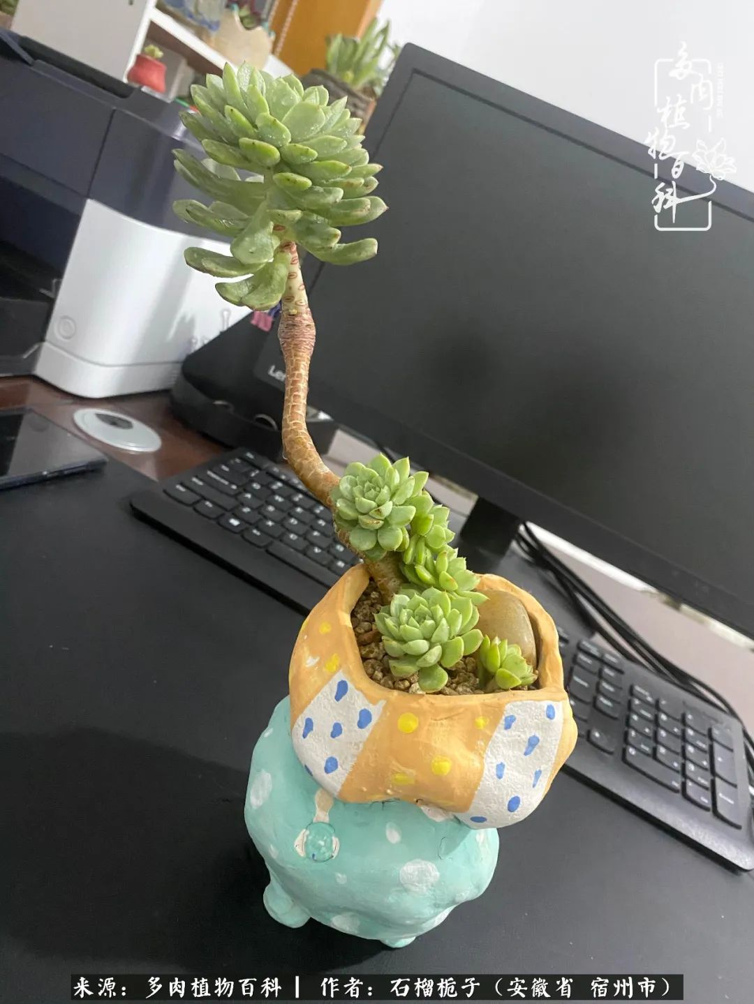 治愈系多肉：何以解忧，唯有多肉