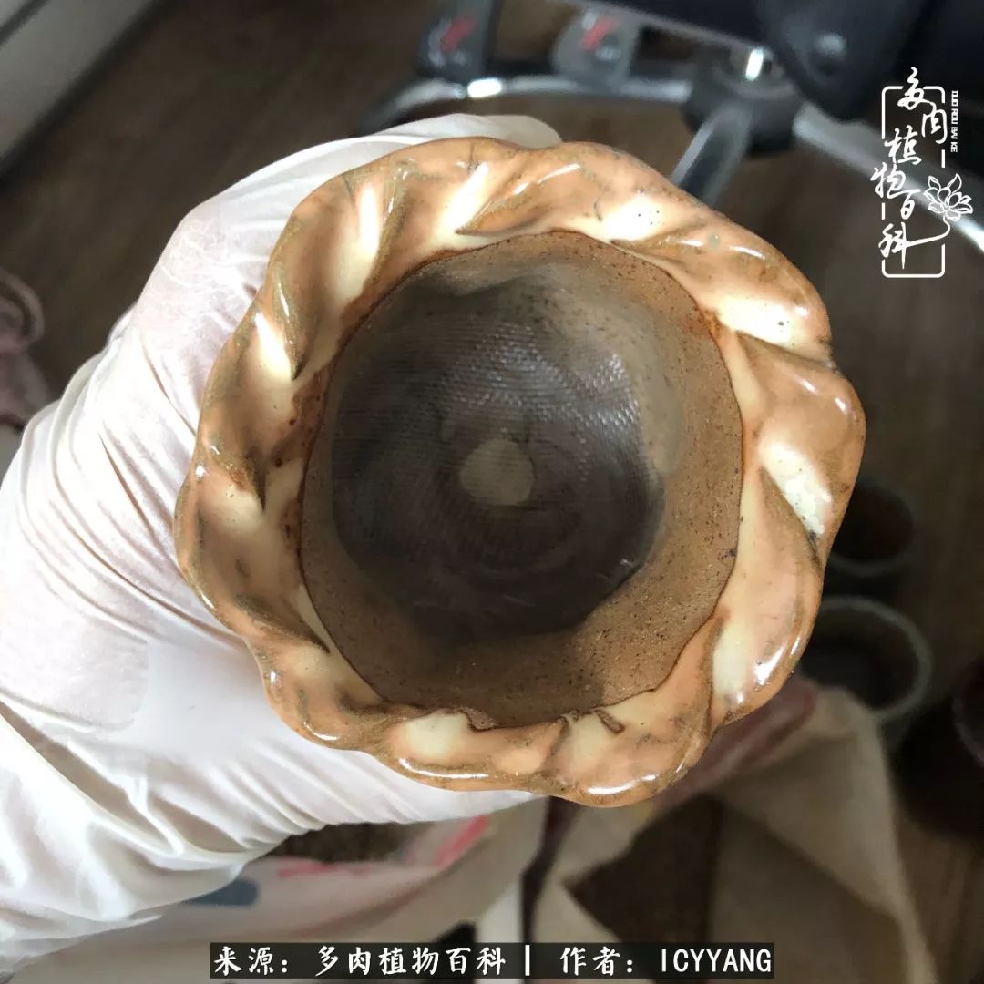 多肉隔着玻璃晒太阳效果好吗,隔着玻璃养的多肉照样长得好