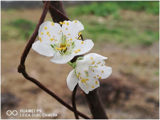 三月春色唯美诗句,阳春三月好风光诗词鉴赏