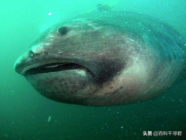 鲨鱼家族中最大的鲨鱼,鲨鱼家族哪个鲨鱼最大