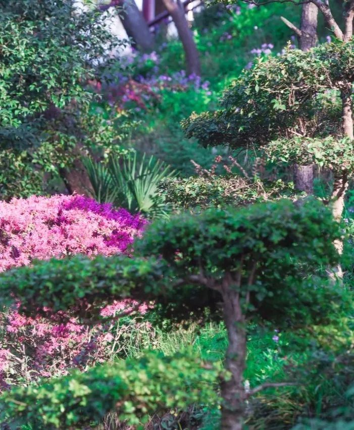 黄鹤楼细支神秘花园,黄鹤楼神秘花园