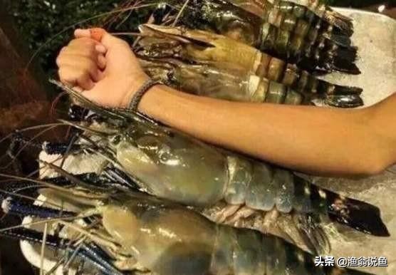 湄公河什么虾泛滥成灾,湄公河河虾为什么泛滥成灾了呢