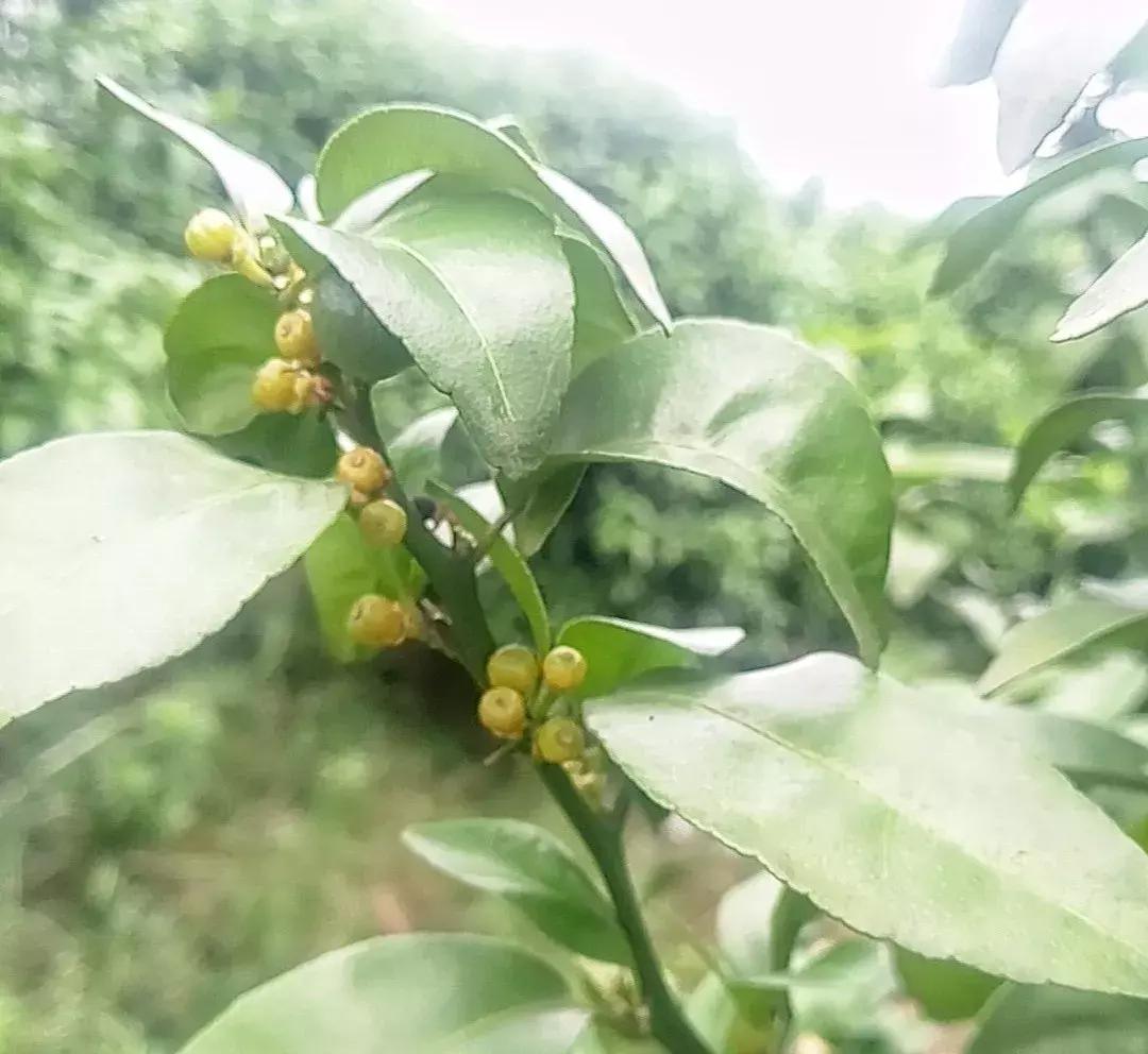 柑橘打保果药后嫩叶向内卷曲,柑橘喷药后叶子发黄怎么办