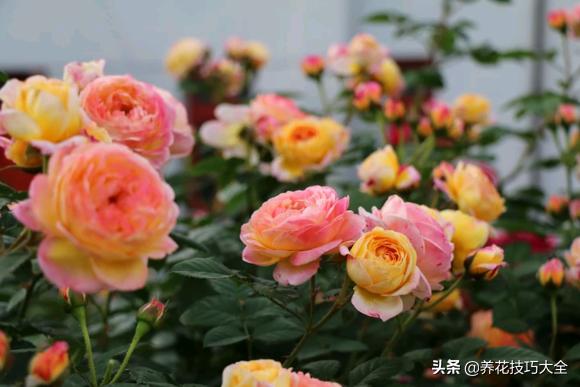 四季开花的月季又香又好养有几种,最漂亮10种盆栽月季