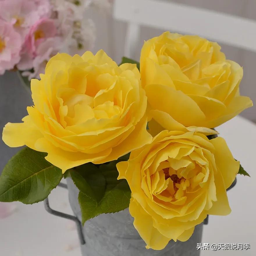 浪漫者的情怀，实用派的操作，一起来邂逅这8款法式月季