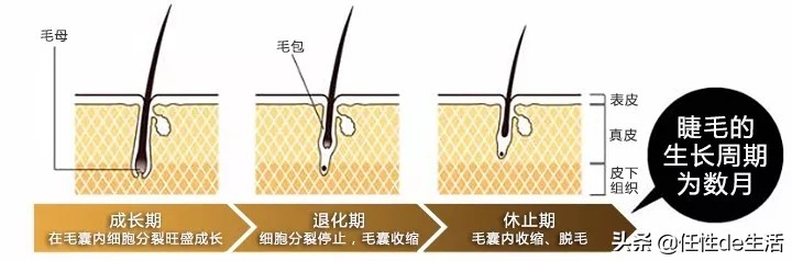 扇形假睫毛淡款推荐,扇形假睫毛一片式