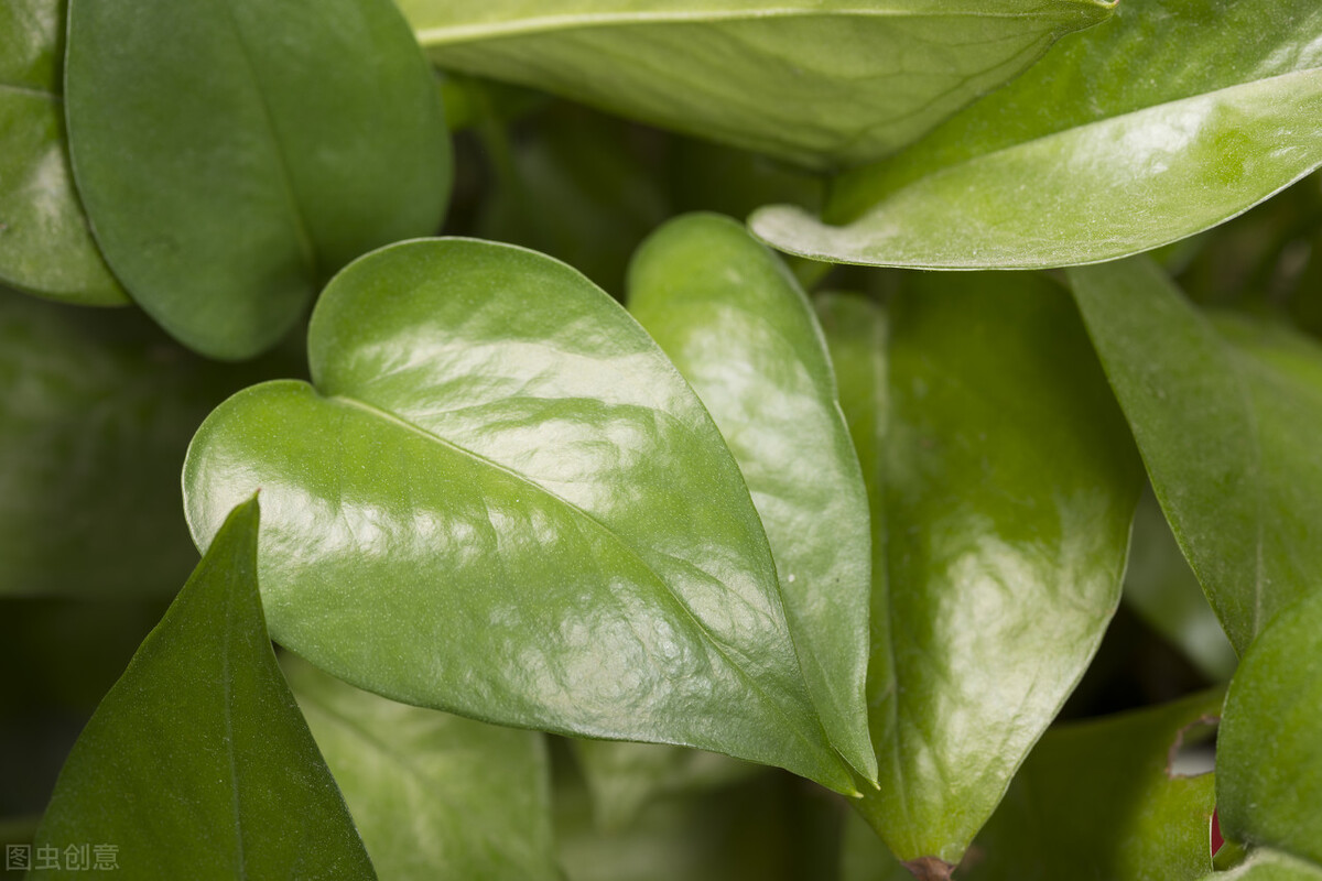 绿萝开始有黄叶了怎么处理,绿萝老黄叶怎么养