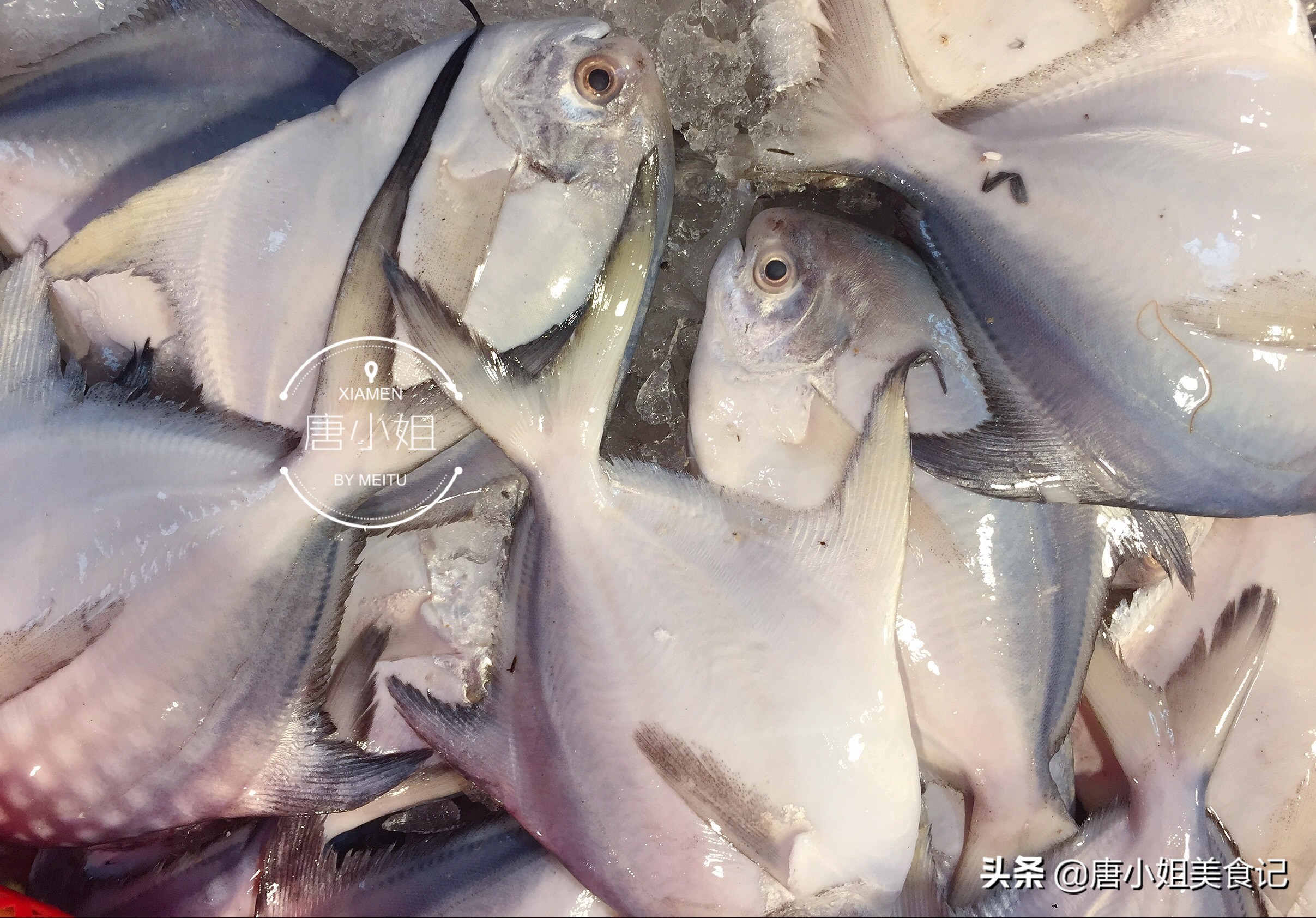 休渔期后有什么鱼,休渔期的鱼多少钱一斤