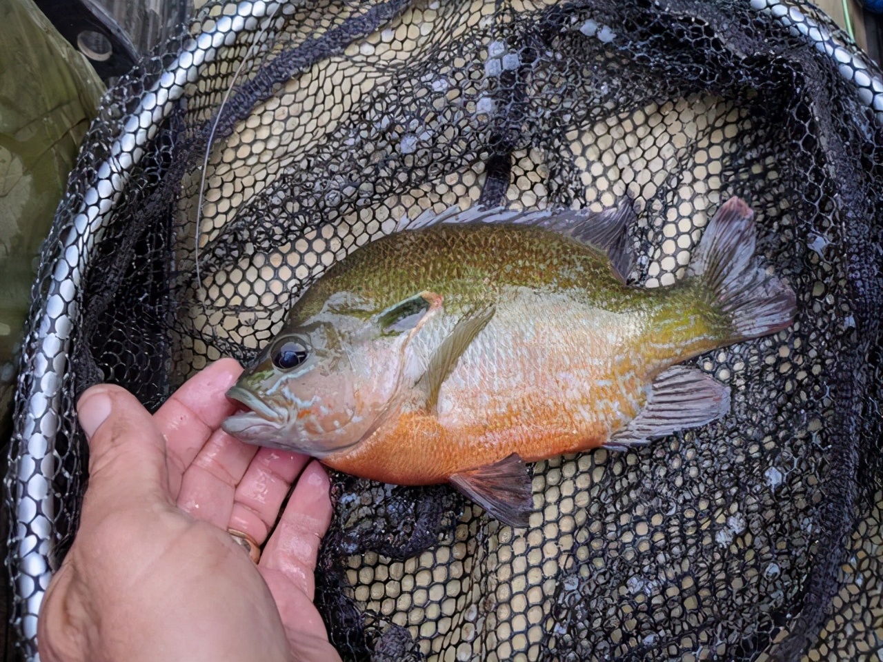 美洲太阳鱼入侵视频,外来入侵物种太阳鱼泛滥