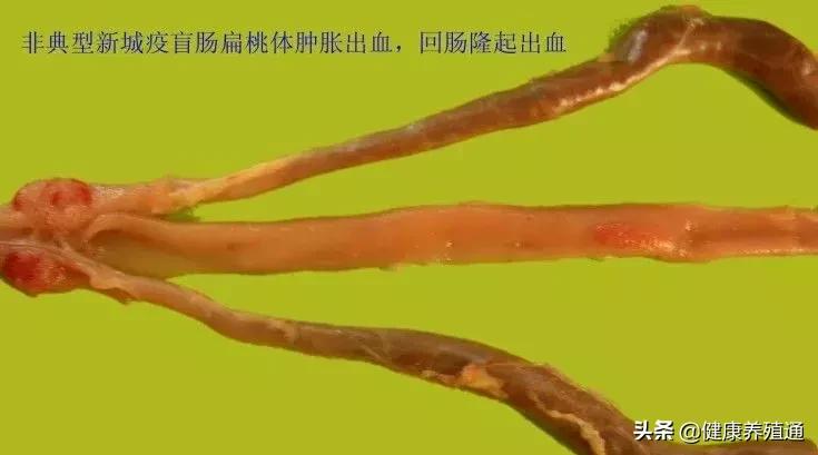 家禽与家禽解剖的不同点,家禽疾病诊断及解剖步骤