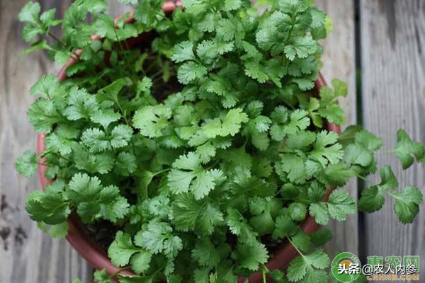 14日菜蛋肉价格