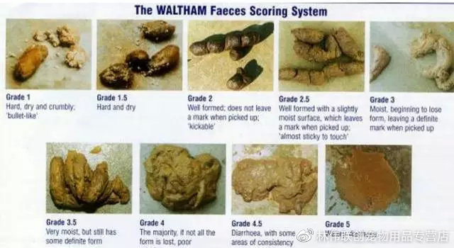 狗狗拉软便有血怎么回事,狗狗一直软便会有什么影响