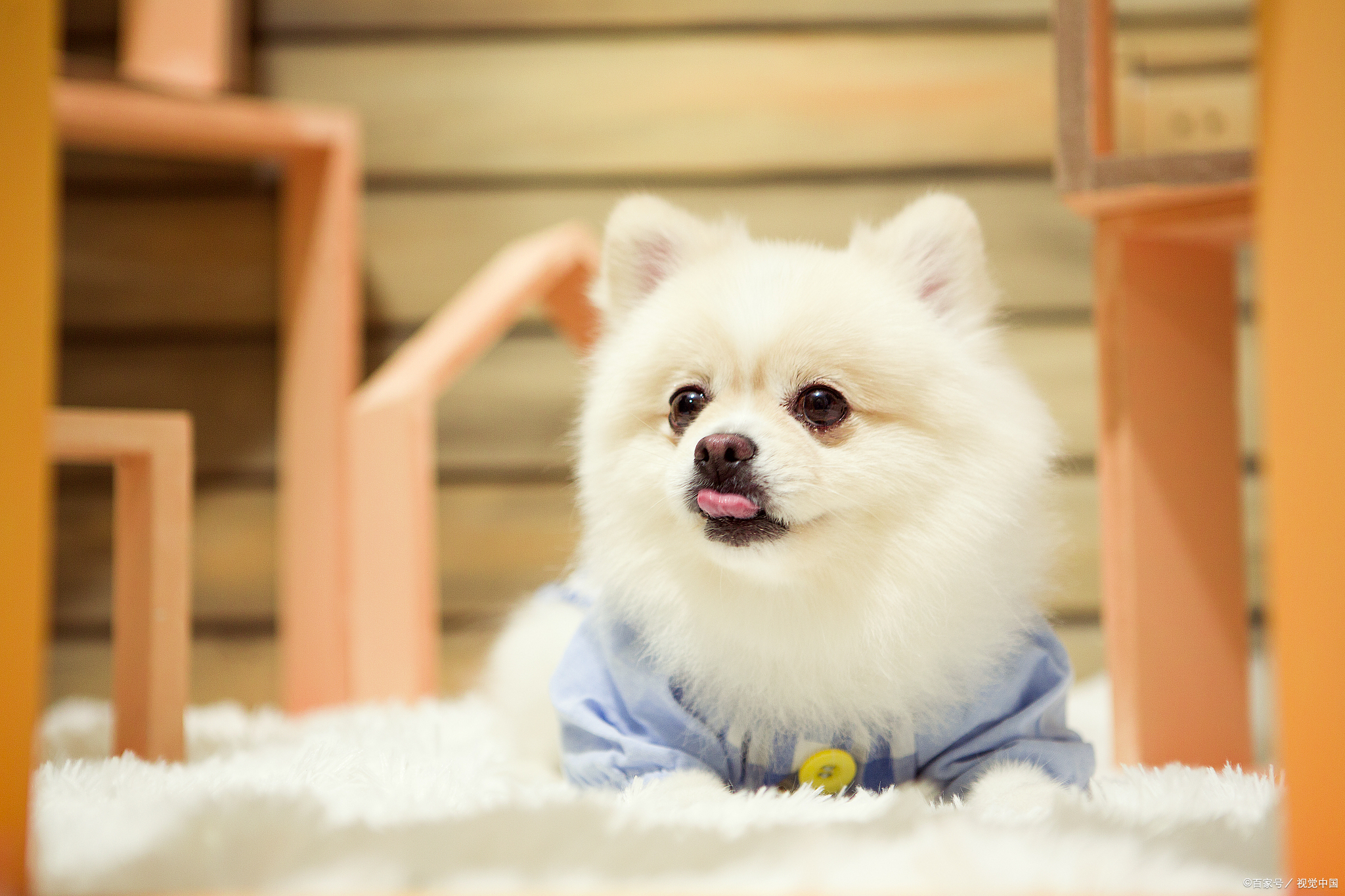 博美换狗粮要注意什么细节,博美吃哪种狗粮比较好一点