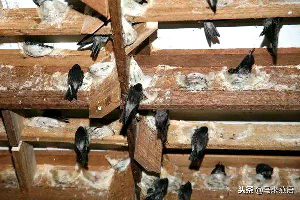 怎么分辨燕窝真假溯源码,印尼燕窝怎么分辨真假