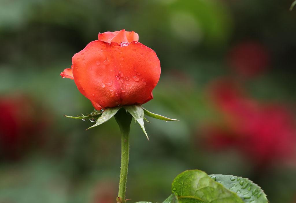 金牛座的3大特点，你不要惊讶，一层层为你剥开金牛座！