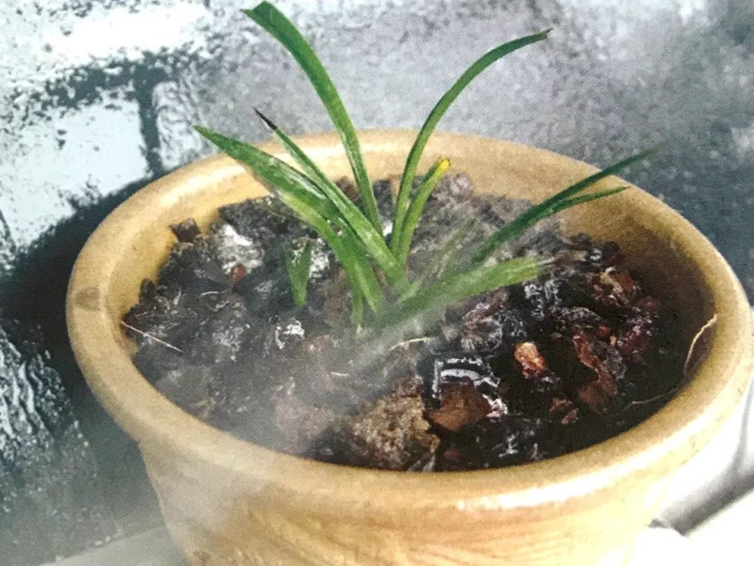 兰花有蚂蚁要消灭吗,如何治兰花盆中的蚂蚁