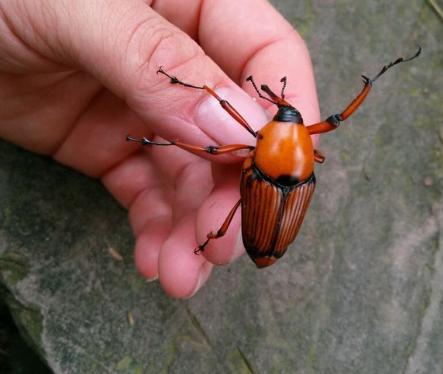 危害竹子的害虫，如今却成了美食，有人专门养殖，百元一斤
