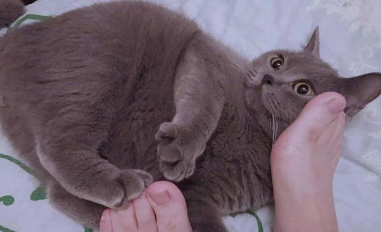 猫咪打441怎么才能不反抗,猫咪不喜欢主人亲近但是不反抗