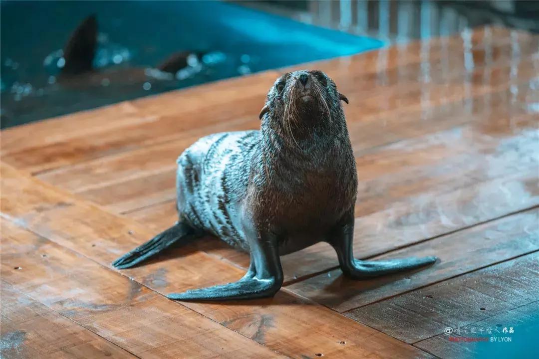 去南京金牛湖野生动物王国堵车吗,南京金牛湖野生动物王国最新活动